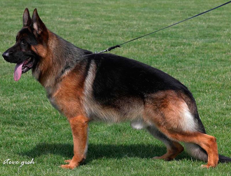 Un perro pastor alemán está parado en el césped con una correa.
