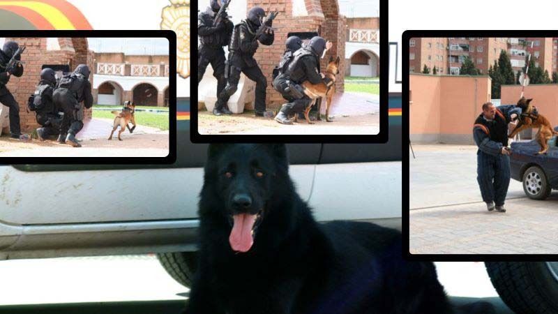 Un grupo de hombres y perros están de pie en un podio en un campo.