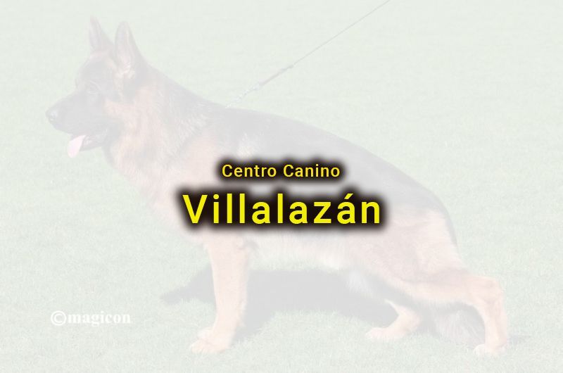 Un perro pastor alemán está parado en el césped con una correa.