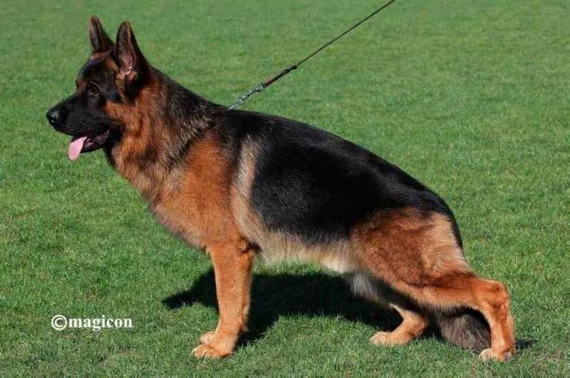 Un perro pastor alemán está parado en el césped con una correa.