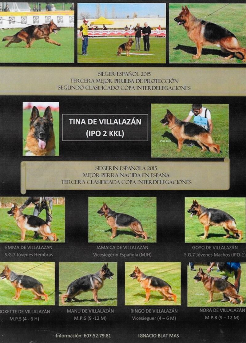 Un cartel de pastores alemanes con el titulo tina de villazazan