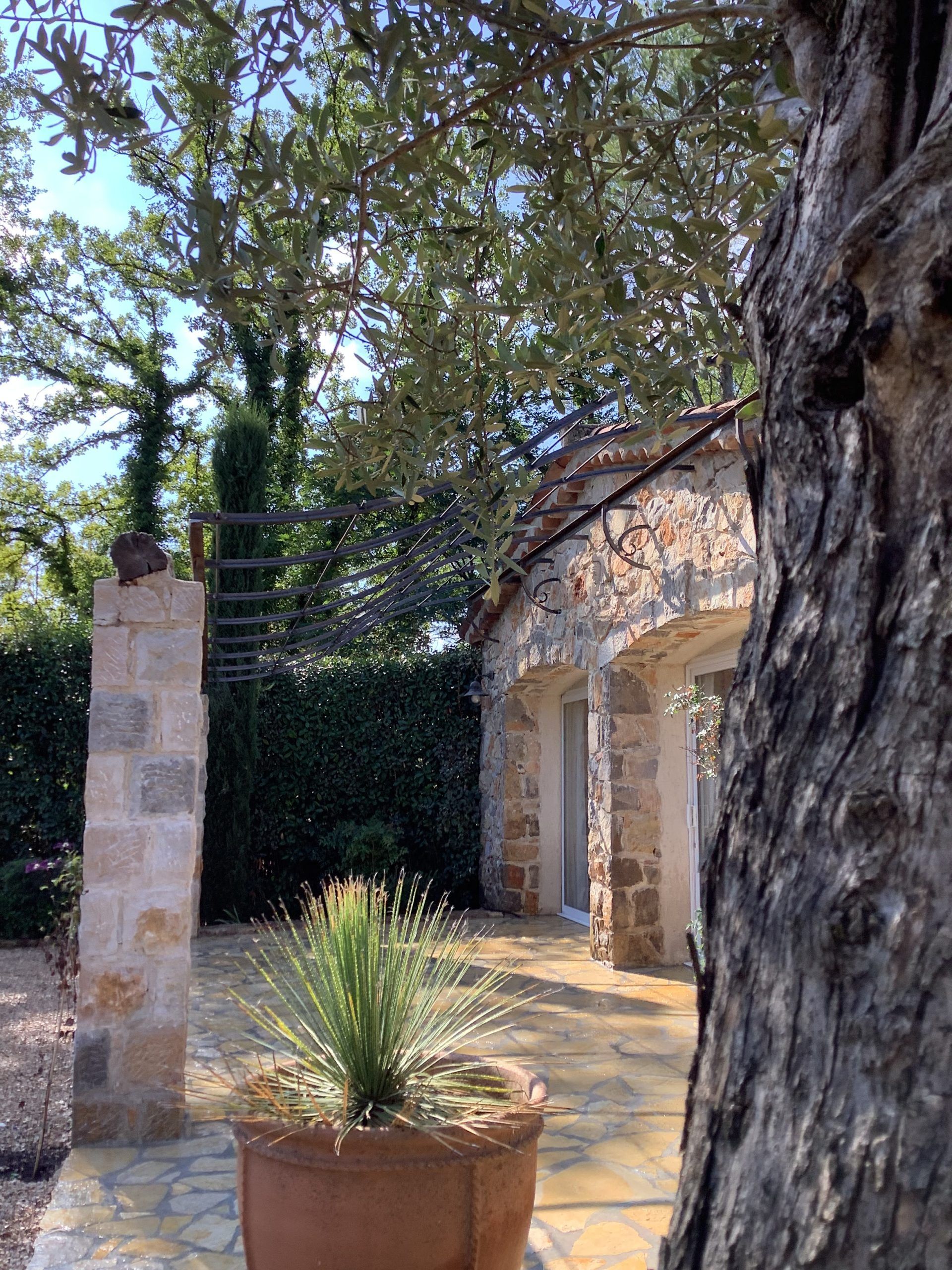 Terrasse en pierre ensoleillée avec plante en pot, grand arbre et façade de maison recouverte de vigne