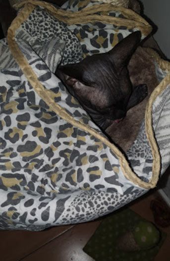 Un gato está envuelto en una manta con estampado de leopardo.