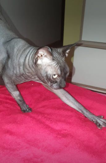 Un gato sin pelo se estira sobre una manta roja.