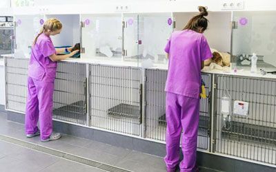 Dos veterinarias están trabajando con un perro en una perrera.