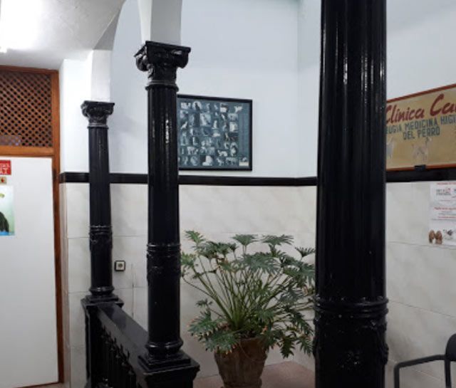 Una planta en maceta está colocada sobre una mesa en una habitación con columnas.