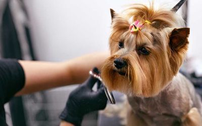 Un peluquero le está cortando el pelo a un perro pequeño.