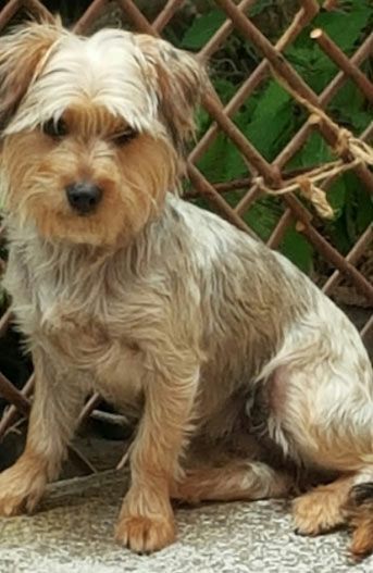 Un pequeño perro marrón y blanco está sentado frente a una valla de madera.