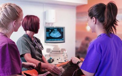 Un grupo de veterinarios está examinando a un perro con una máquina de ultrasonido.