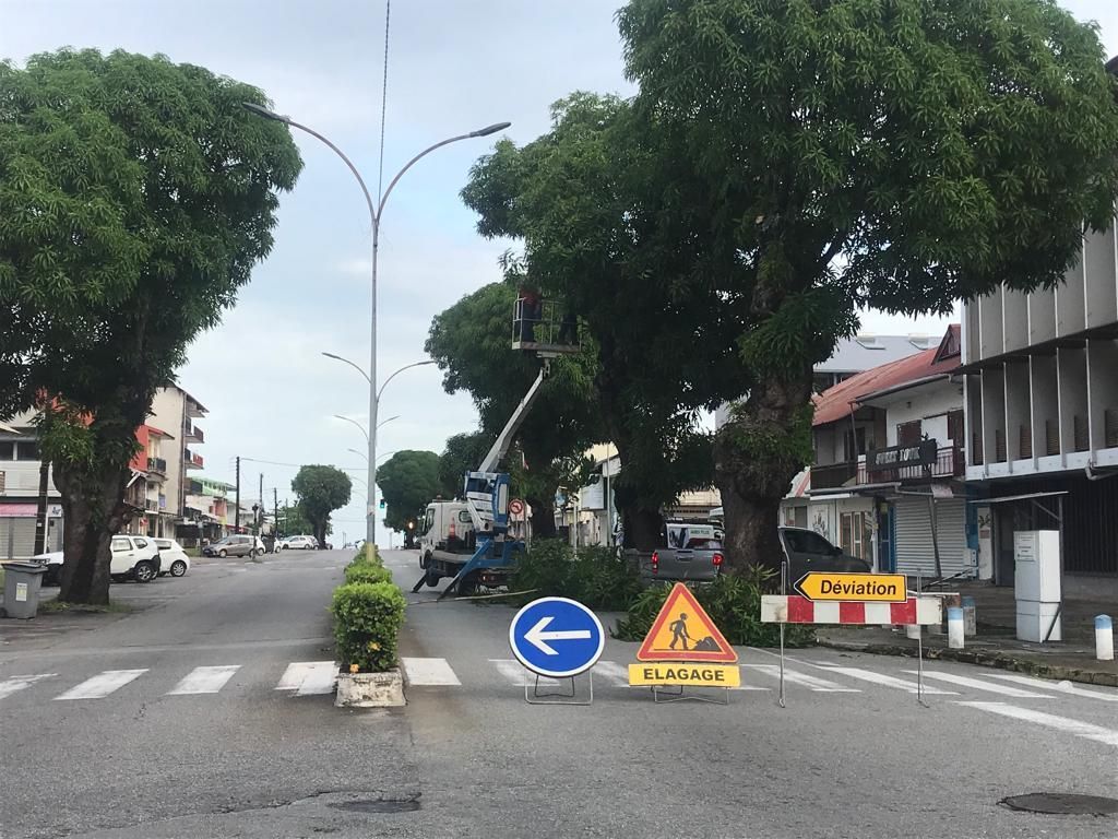 Entretien des arbres