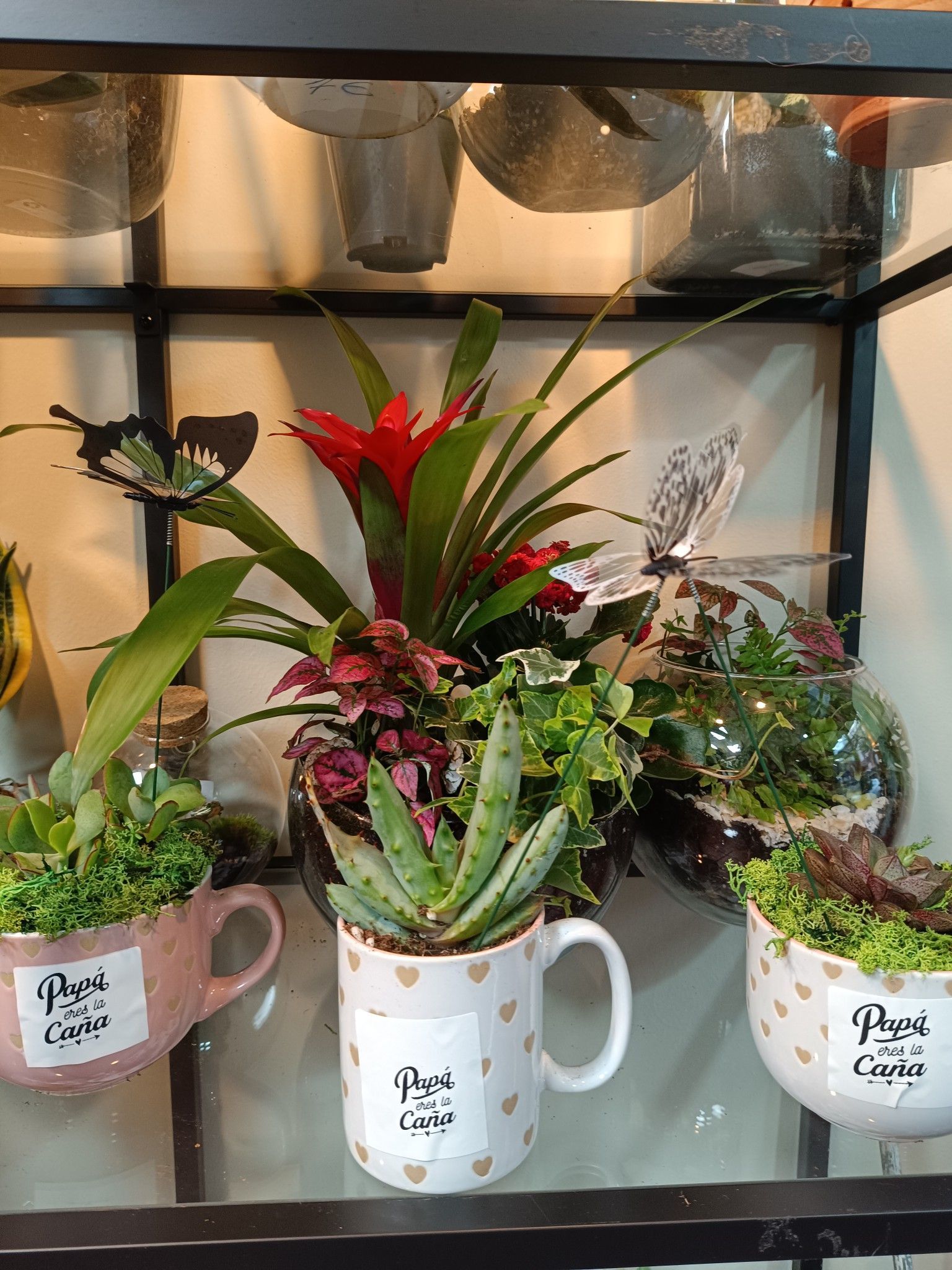 Exposición floral en vitrina: plantas en tazas, terrario, flor roja, mariposas.