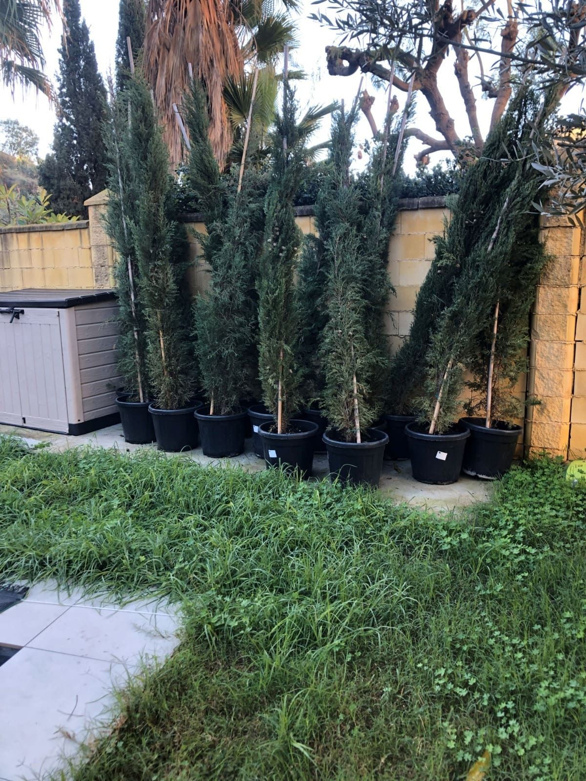 Altos árboles de hoja perenne en macetas alineados sobre el césped al lado de una pared.