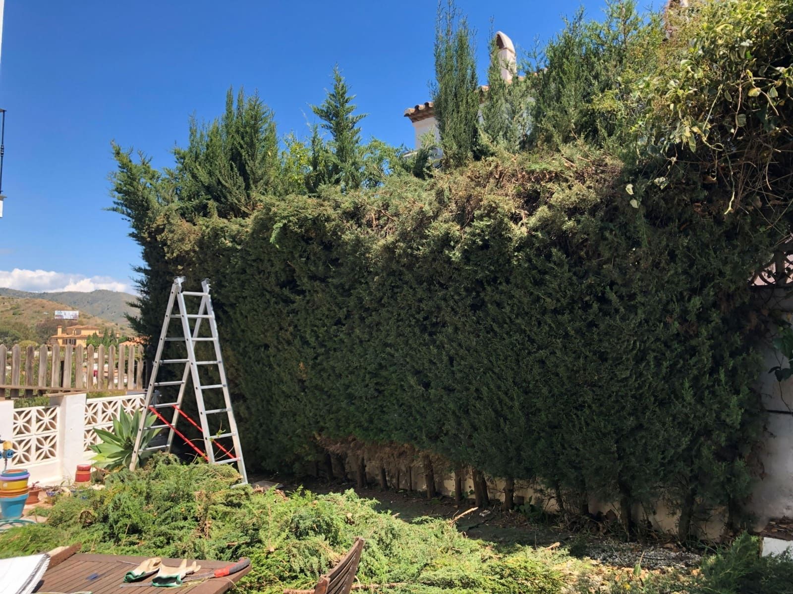 Un seto alto podado con una escalera. Follaje verde, cielo azul, día soleado.