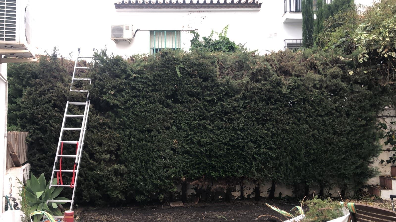 Escalera apoyada en un seto alto y denso de color verde delante de un edificio blanco.