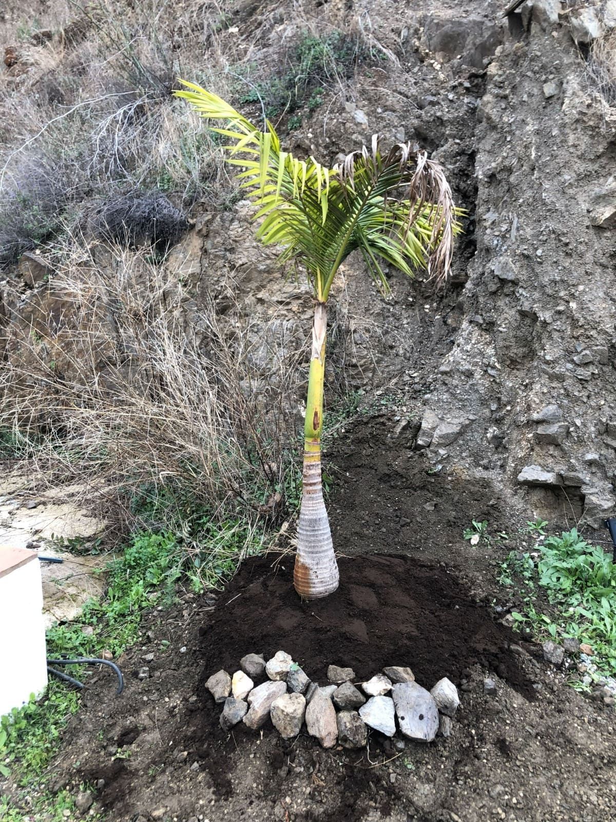 Palmera plantada en suelo oscuro al pie de una ladera rocosa, con pequeñas rocas alrededor de la base.