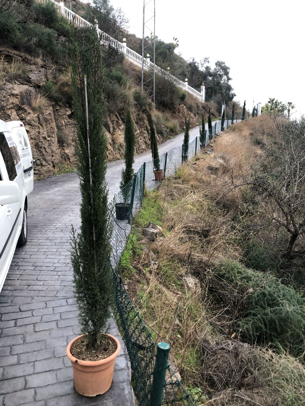 Árboles altos y estrechos en macetas bordean un camino pavimentado con una ladera a un lado.