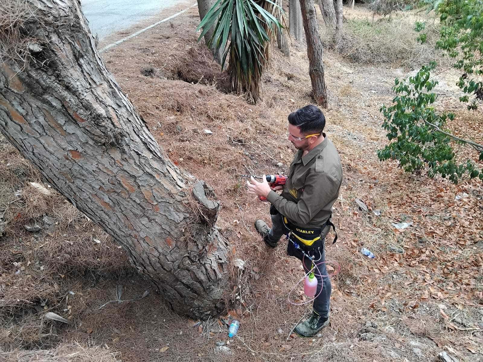 Una persona con equipo de seguridad cortando el tronco de un árbol inclinado con una motosierra en una zona boscosa.