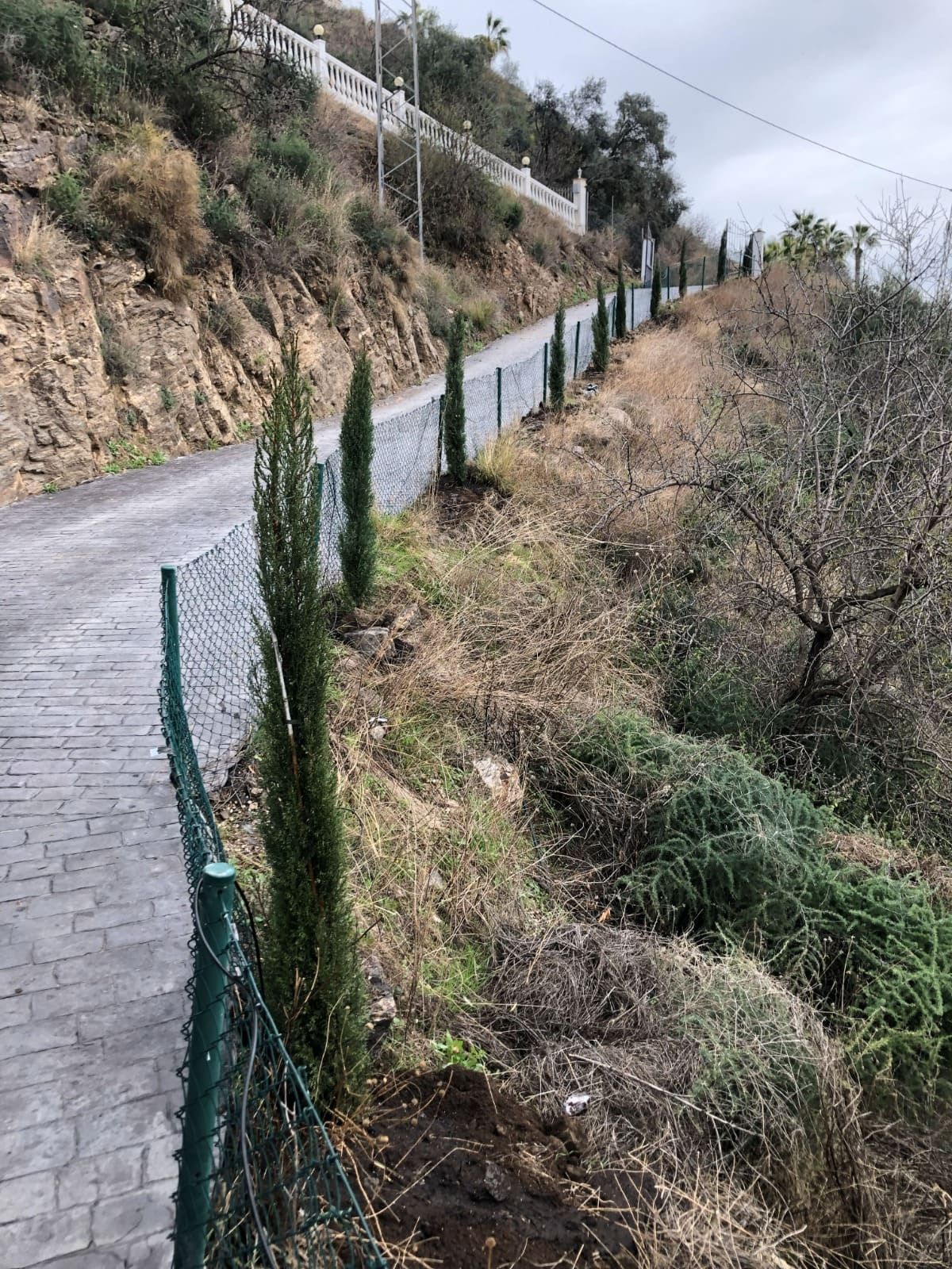 Un camino gris y sinuoso con una valla verde y árboles altos y delgados de color verde en una ladera.