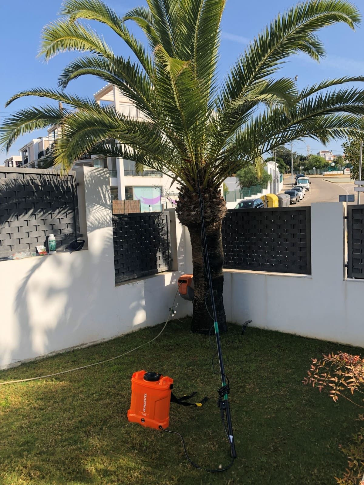 Palmera con rociador de naranja sobre el césped en un patio con una pared blanca y una valla negra decorativa.