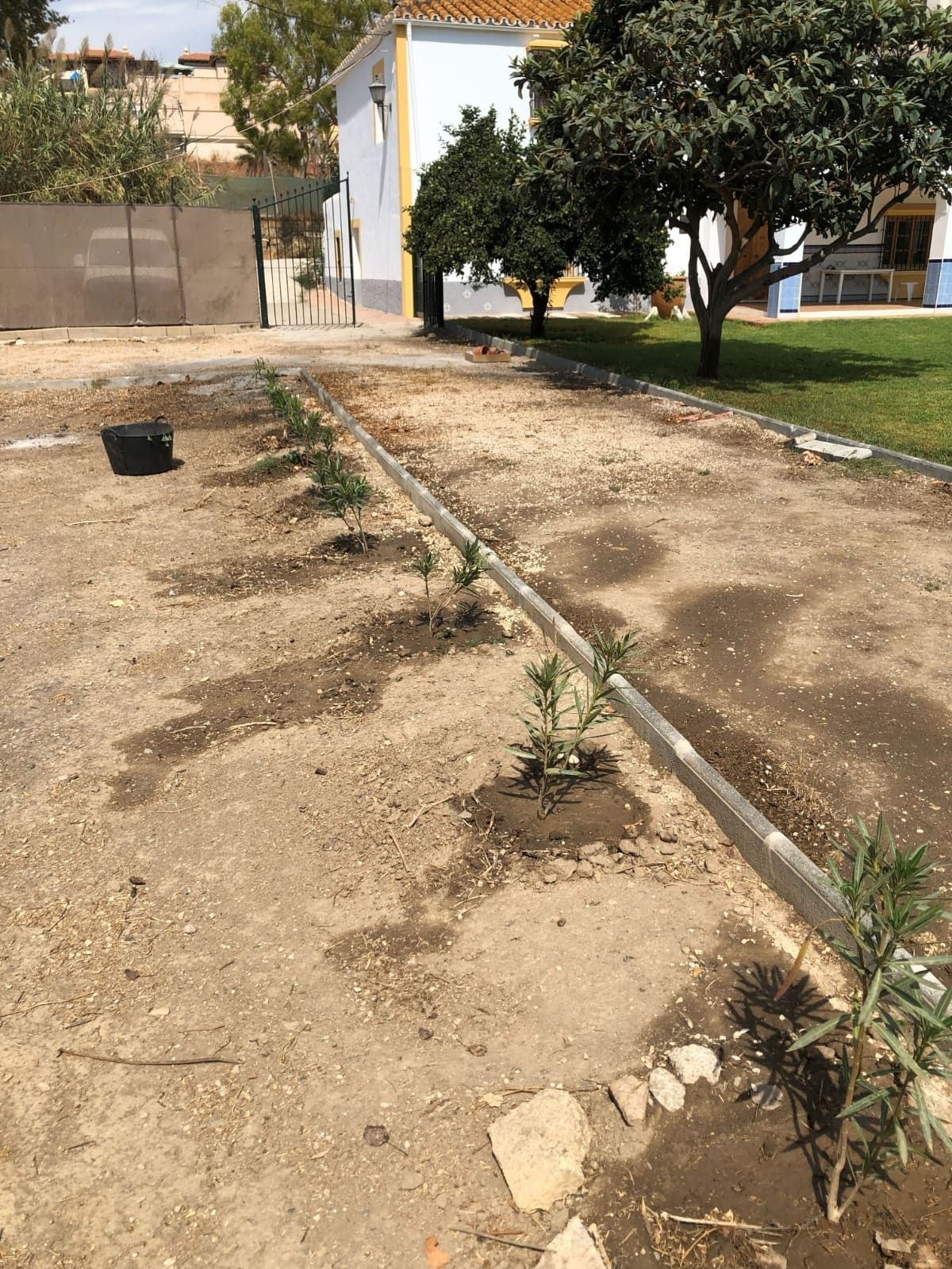 Árboles pequeños recién plantados en un área de tierra, con un borde de concreto, cerca de un edificio y árboles.