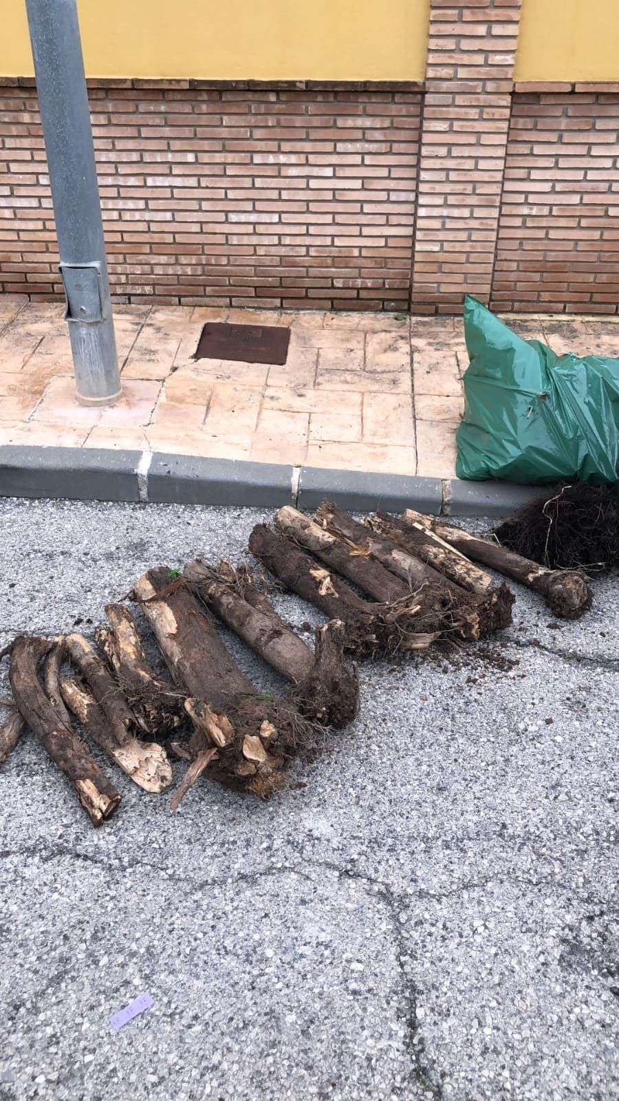 Troncos de palmeras y escombros sobre el pavimento cerca de una pared de ladrillos y una bolsa verde.