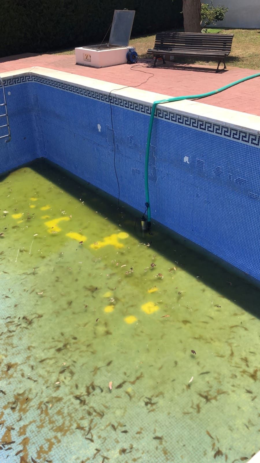 Piscina sucia con agua verde y escombros; una manguera colgaba dentro. Azulejos azules, ambiente soleado.