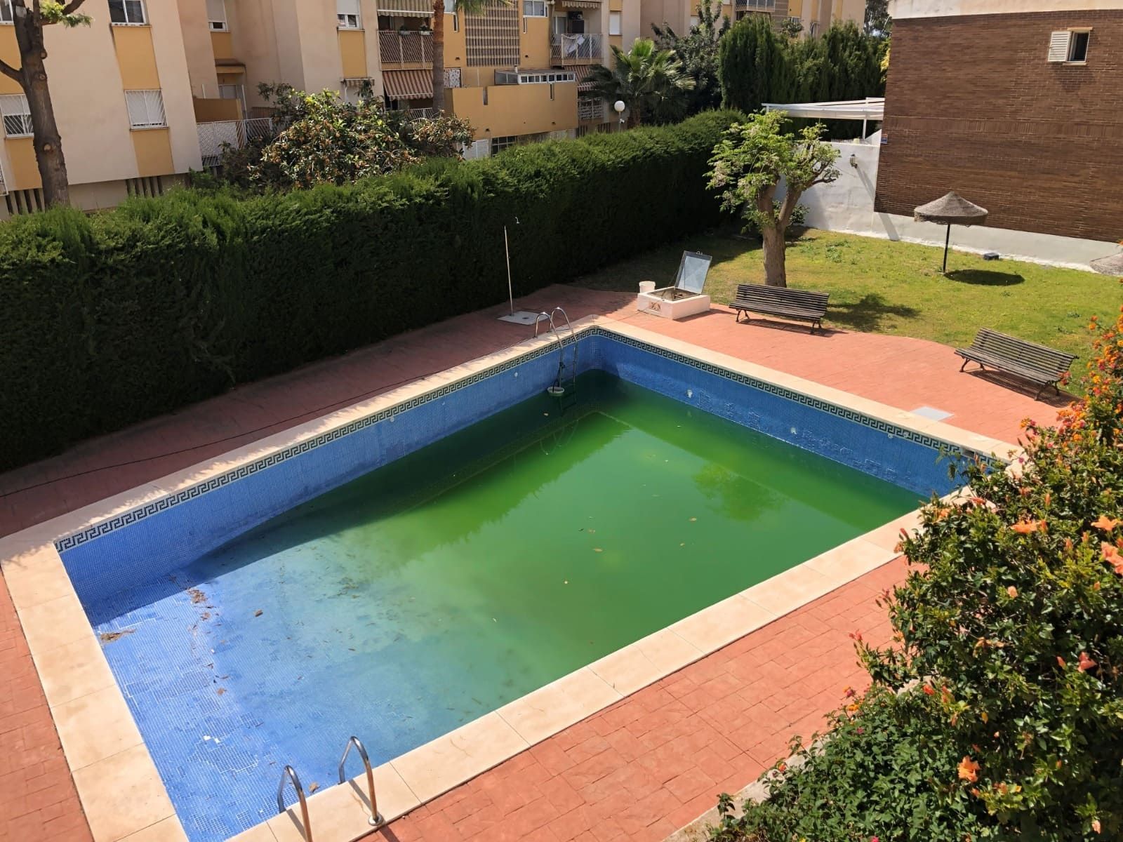 Piscina llena de algas verdes rodeada de ladrillos y vegetación; edificios de apartamentos al fondo.