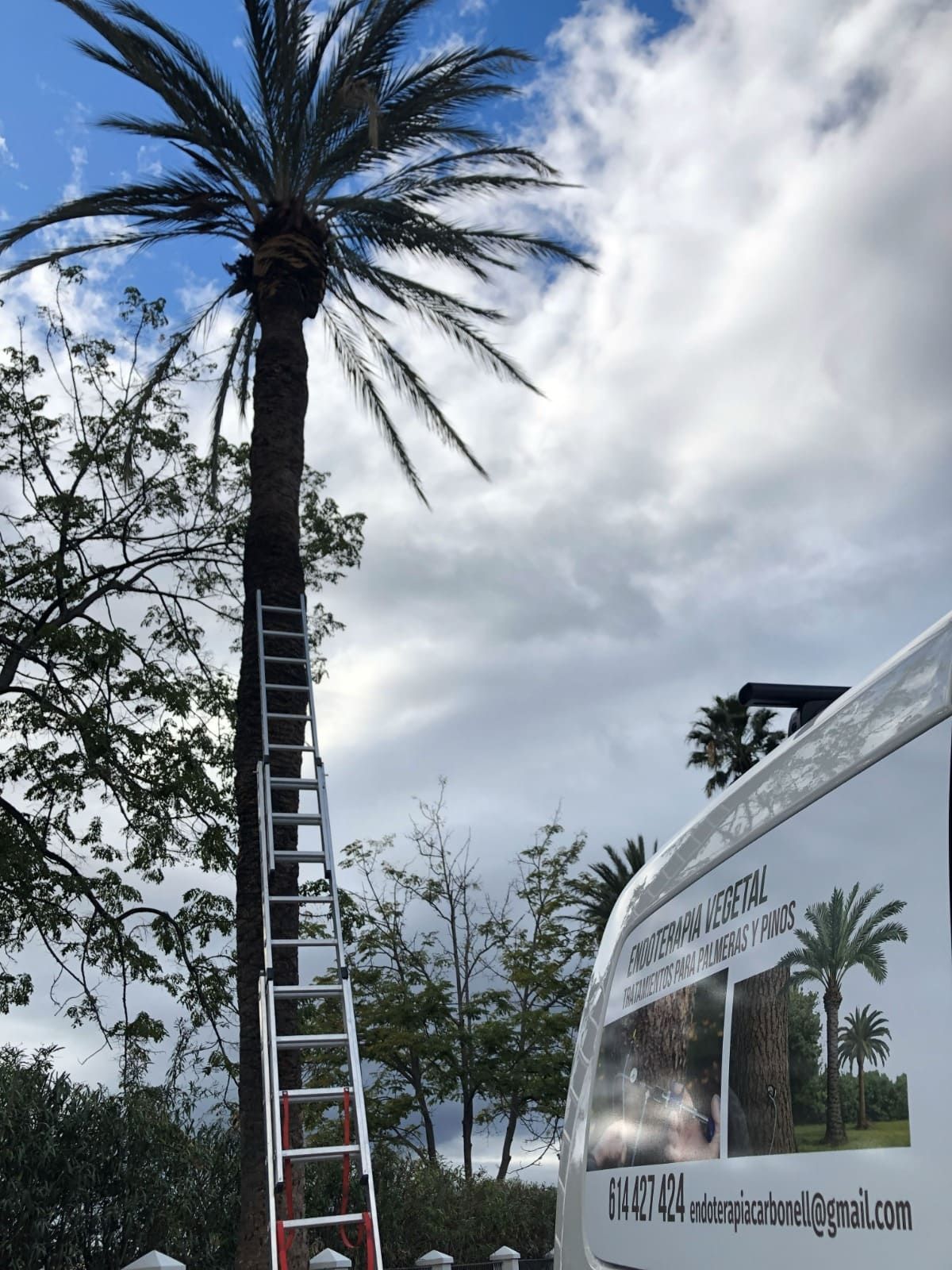 Escalera sube a una palmera, furgoneta con logo de palmera, cielo nublado.
