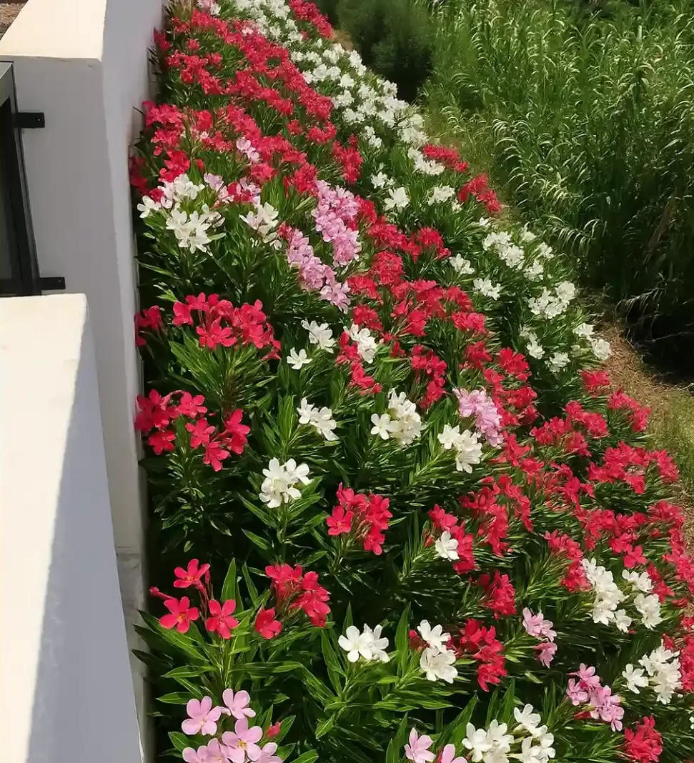 Un parterre inclinado con hileras de flores de adelfa rojas, rosas y blancas junto a una pared blanca.