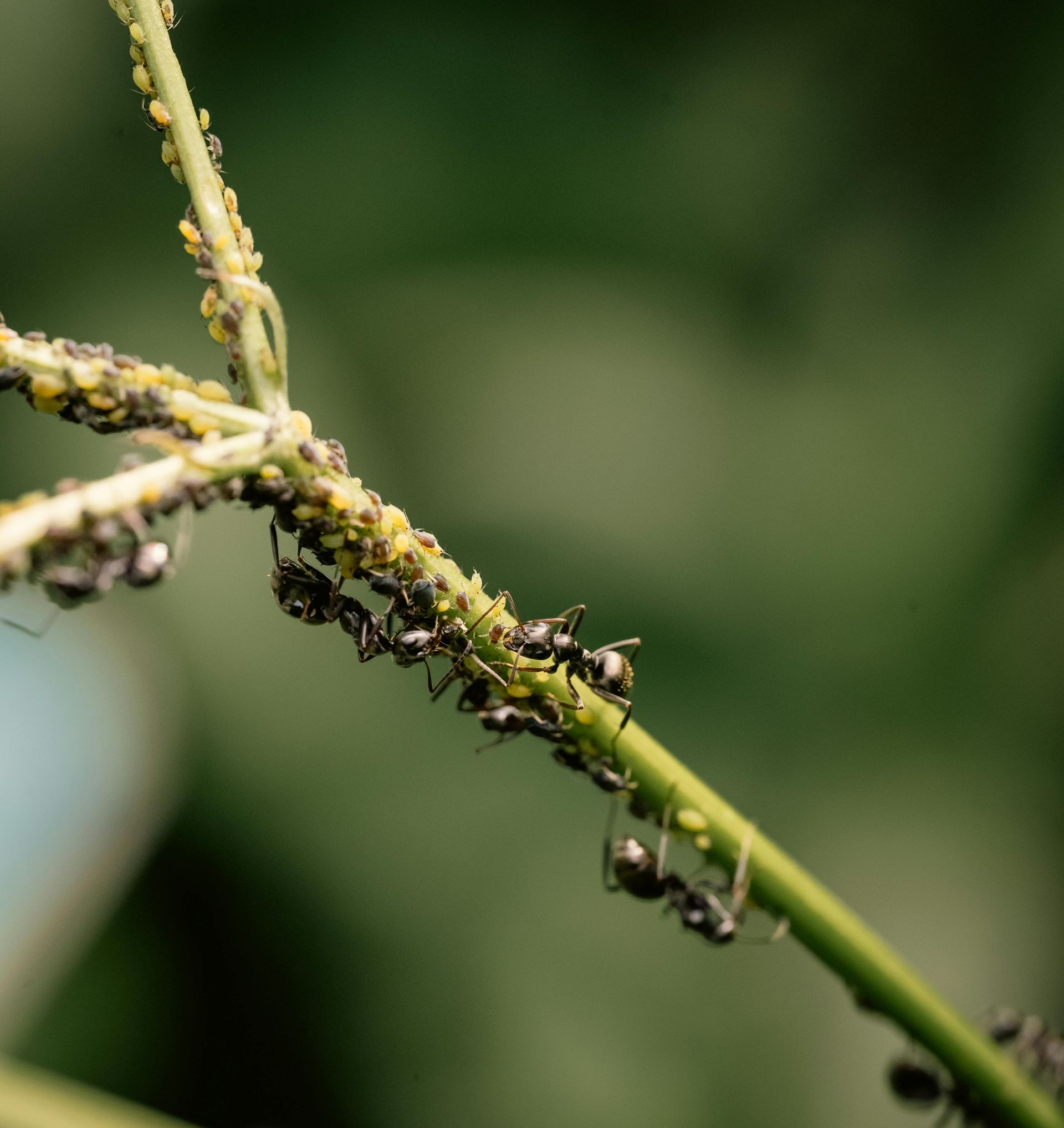 Escalera junto a un seto recortado en un entorno exterior soleado con ramas recortadas en el suelo.