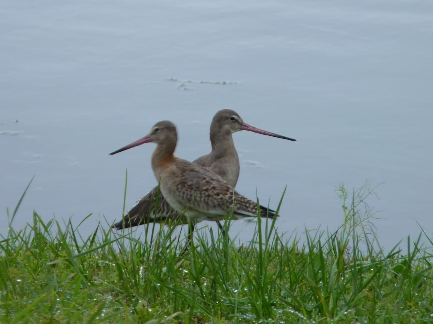 Dos pájaros con picos largos y curvados hacia arriba se posan en la hierba cerca del agua. Tienen plumas marrones y grises.