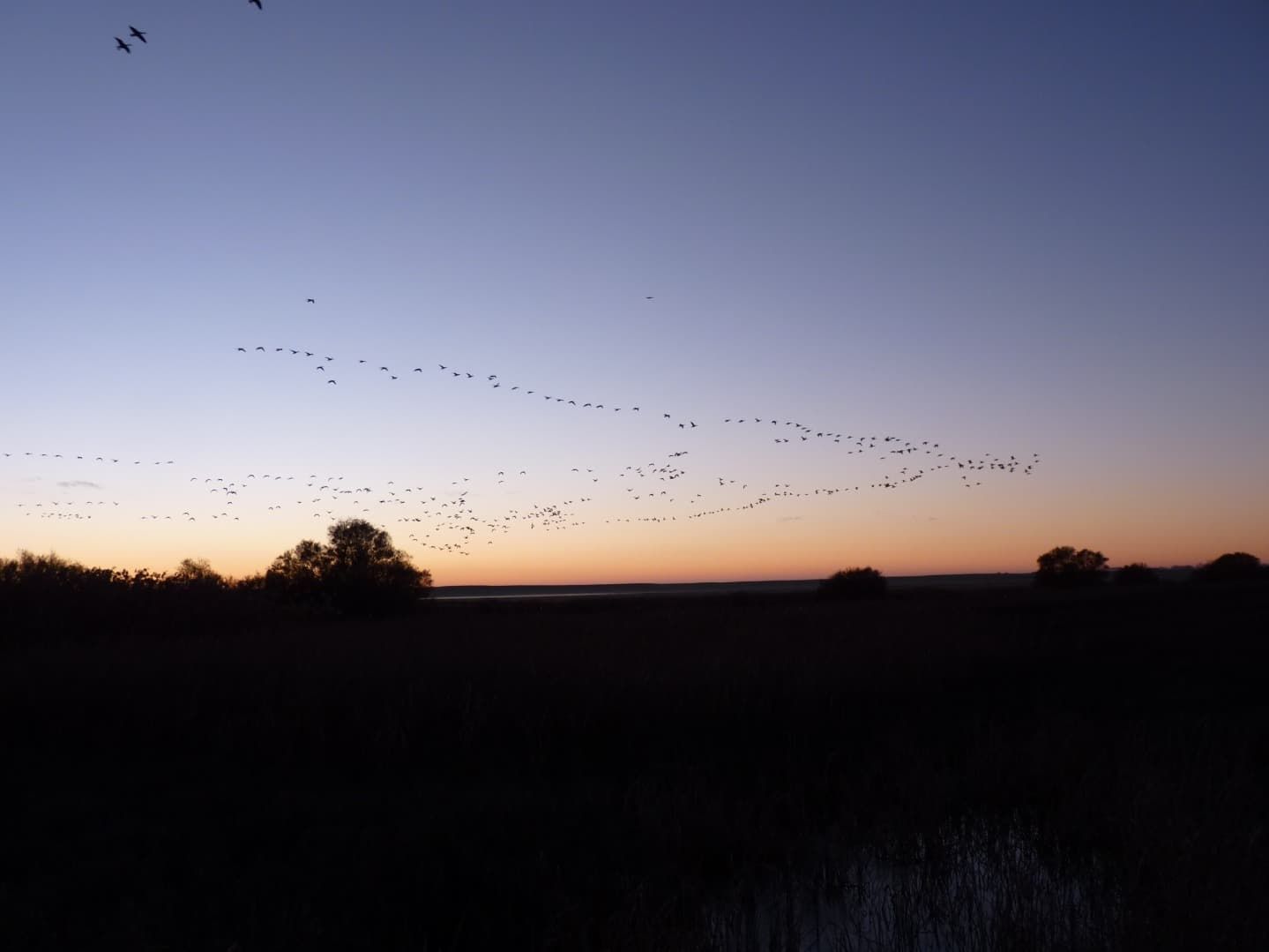 Silueta de una bandada de pájaros volando a través del cielo del atardecer sobre un paisaje oscuro.