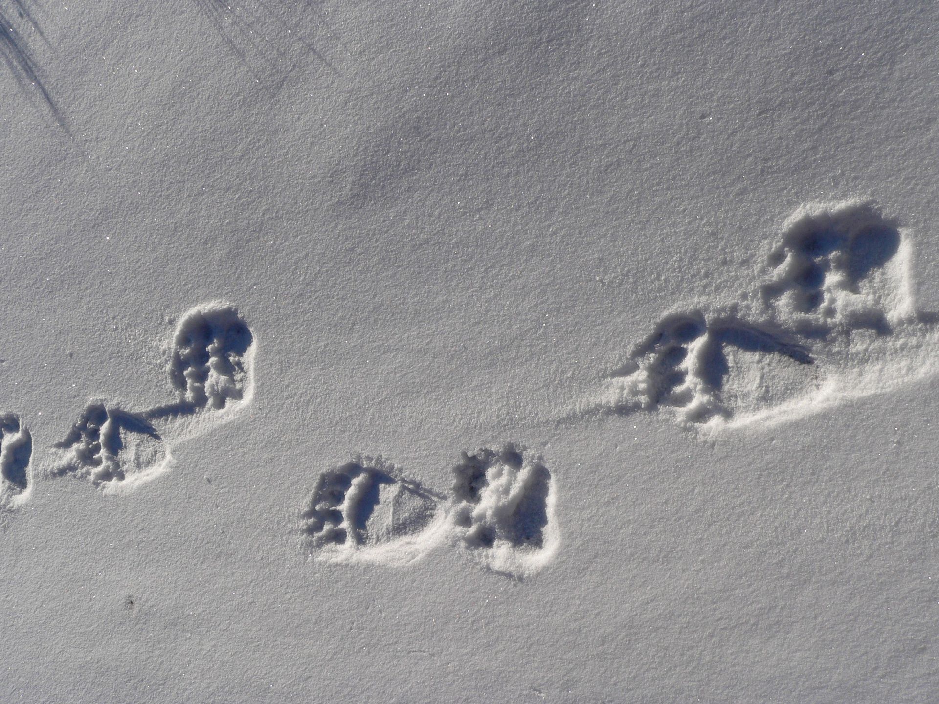Huellas de un animal en la nieve fresca.