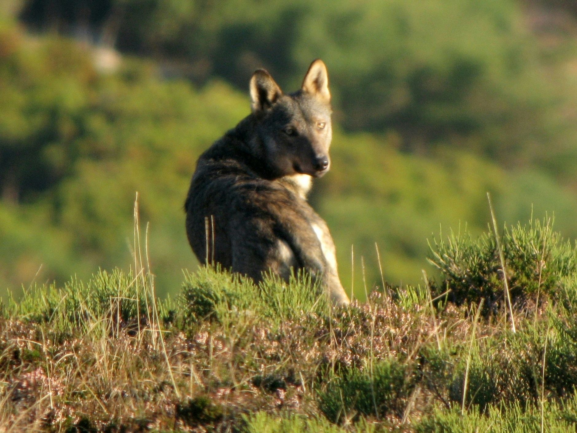 Un lobo de pelaje gris mira por encima del hombro hacia una ladera cubierta de hierba.