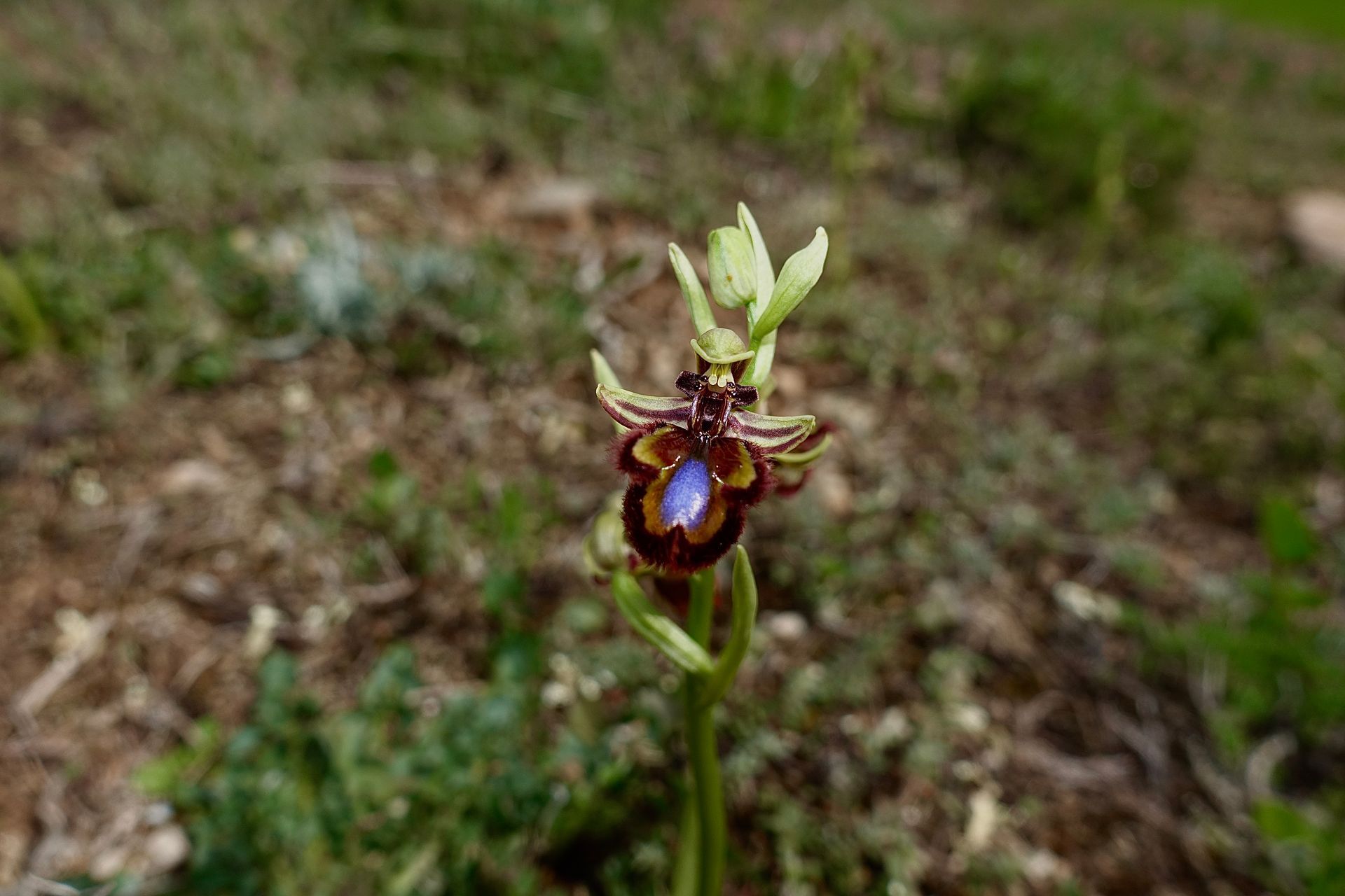 Flor de orquídea con centro rojo oscuro y azul, tallo verde y pétalos verdes.