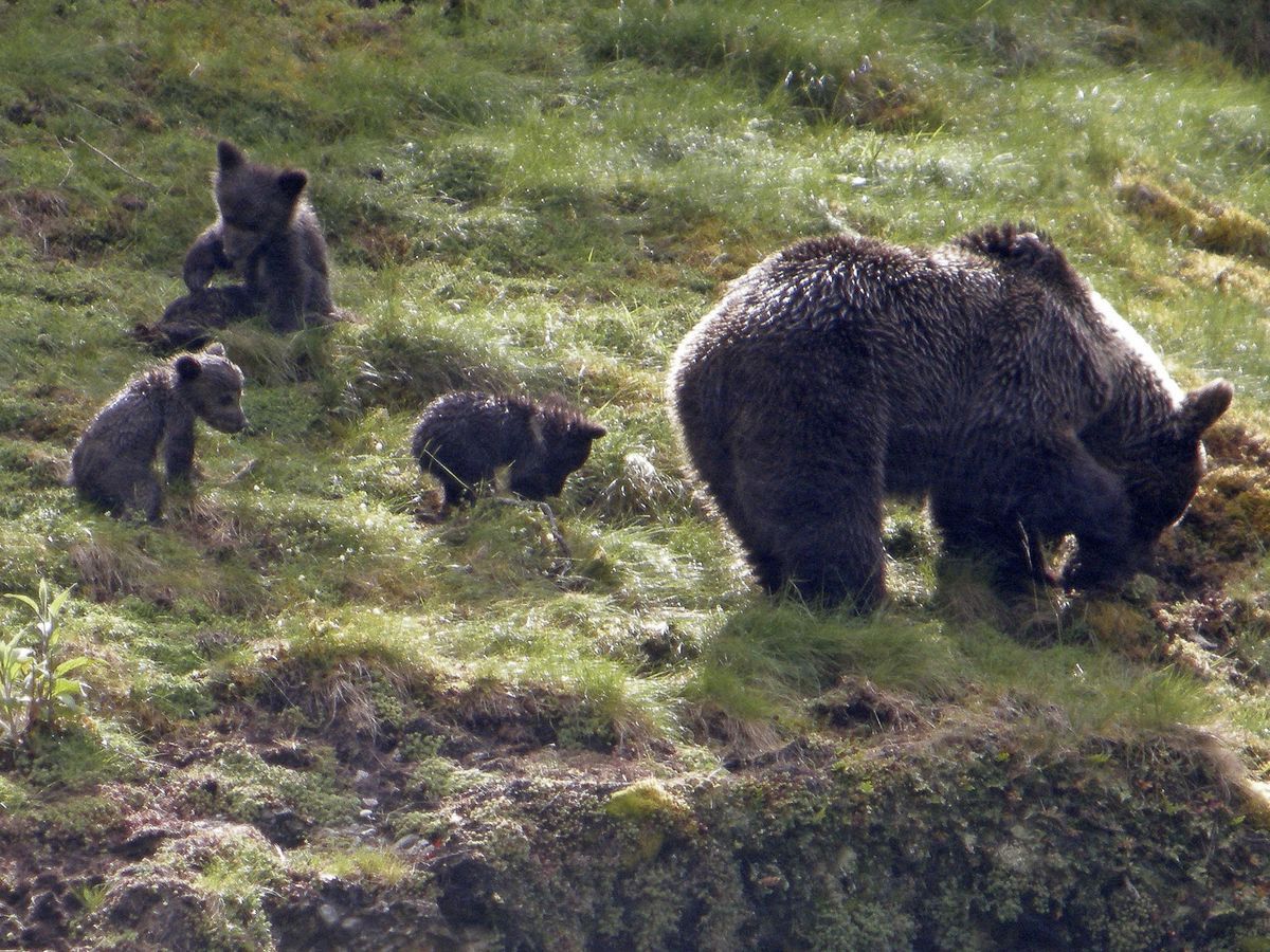 Oso pardo con tres cachorros pastando en una ladera cubierta de hierba.