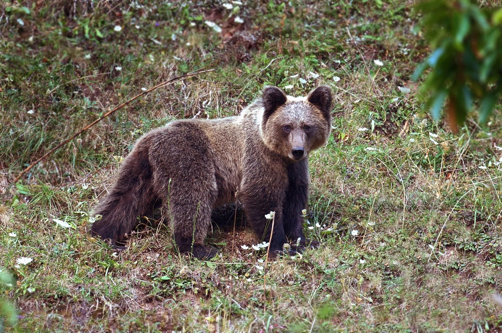 Oso pardo de pie en una zona cubierta de hierba, mirando hacia adelante y observando al espectador.
