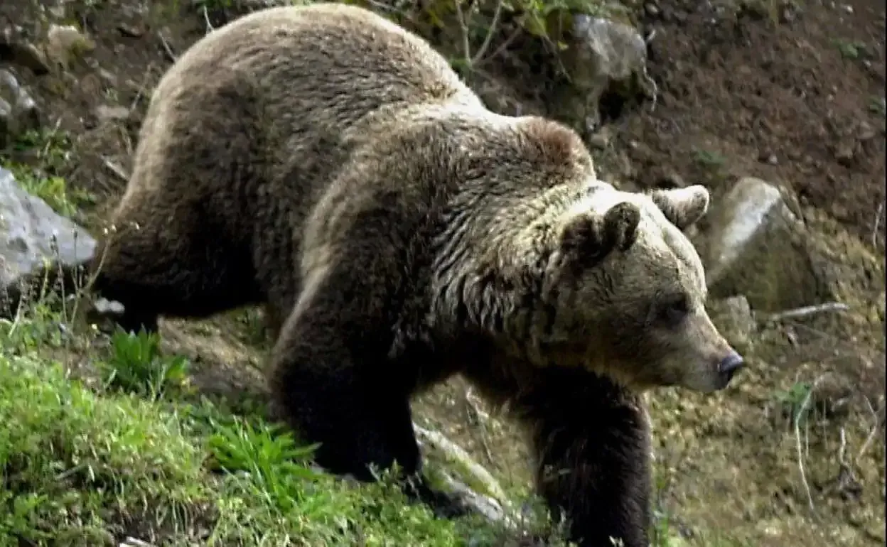 Oso pardo caminando por una ladera cubierta de hierba.