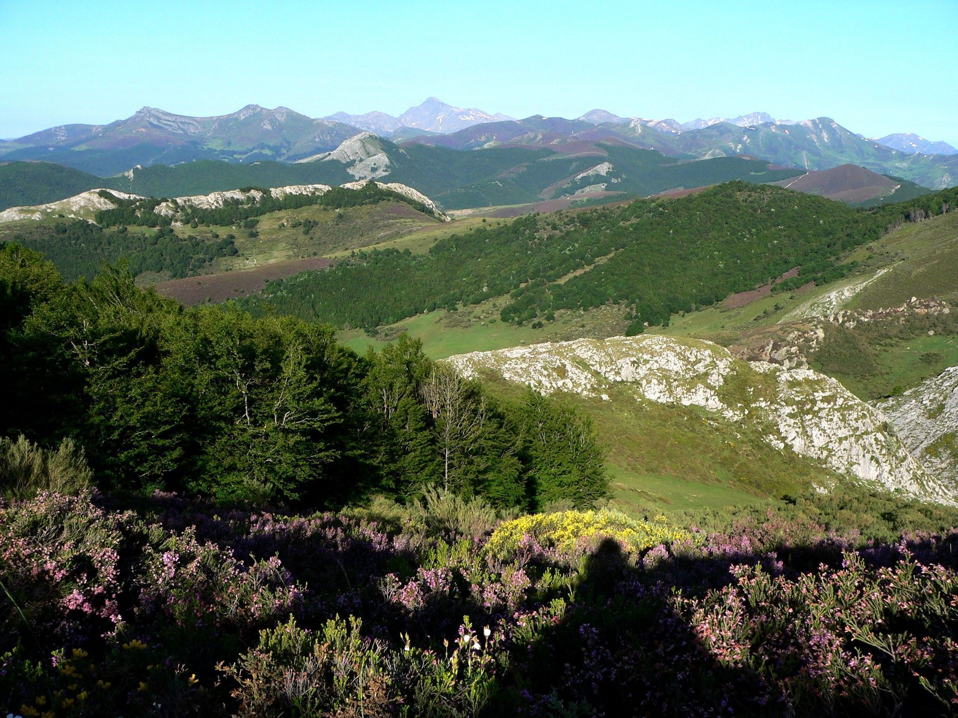 Colinas y montañas verdes onduladas bajo un cielo azul, con algunas flores y árboles morados en primer plano.
