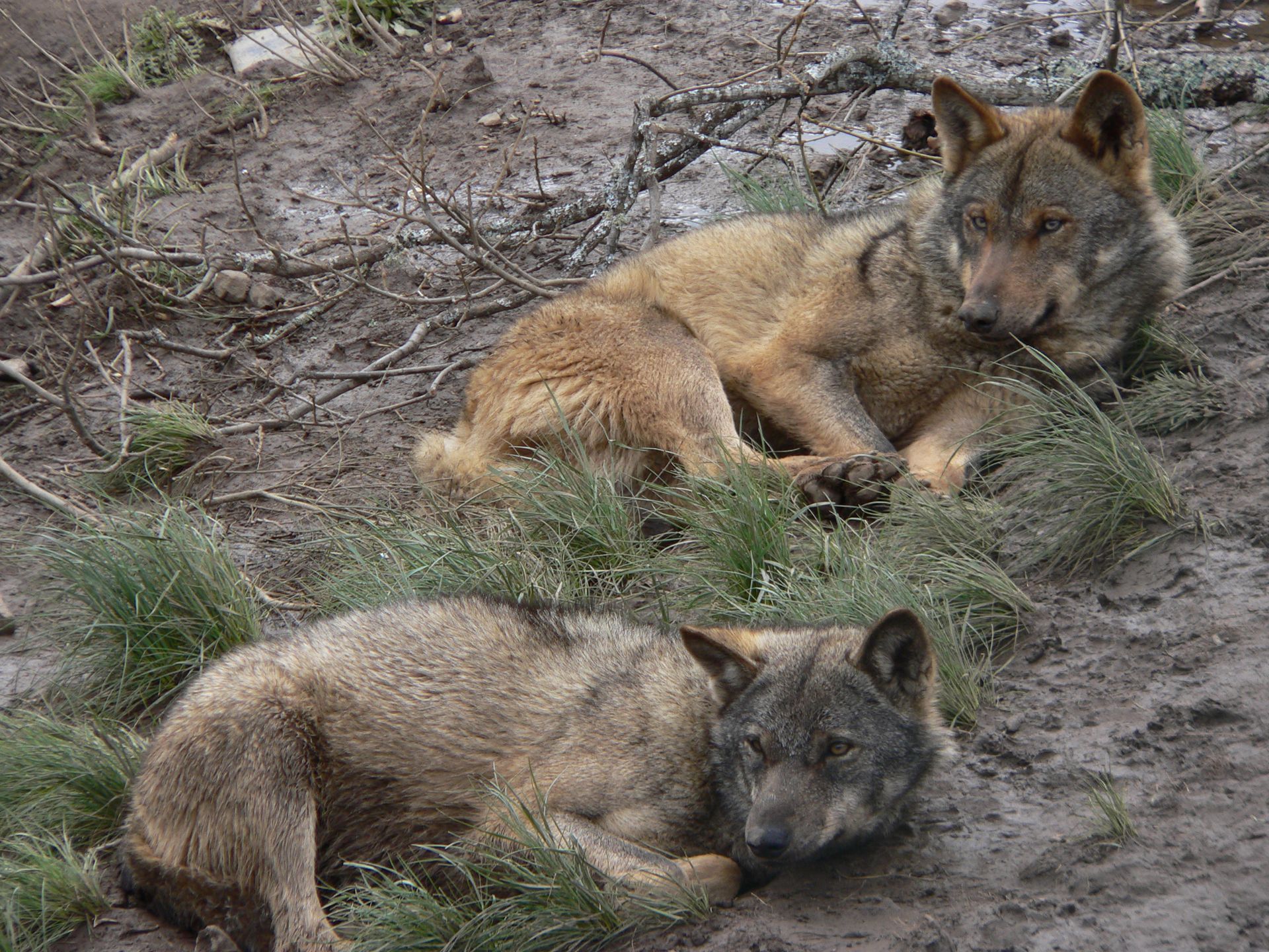 Dos lobos descansando sobre un suelo fangoso y hierba rala.