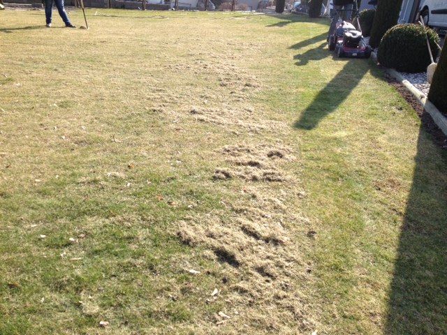 Scarification du gazon