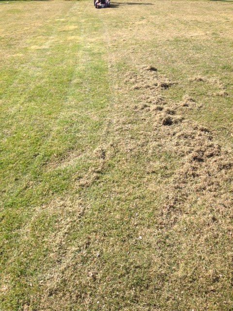 Scarification du gazon