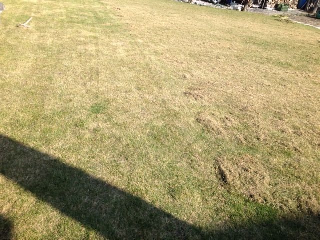 Scarification du gazon