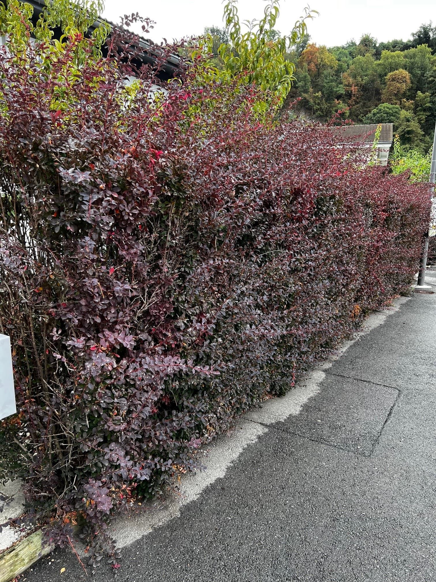 Scarification du gazon