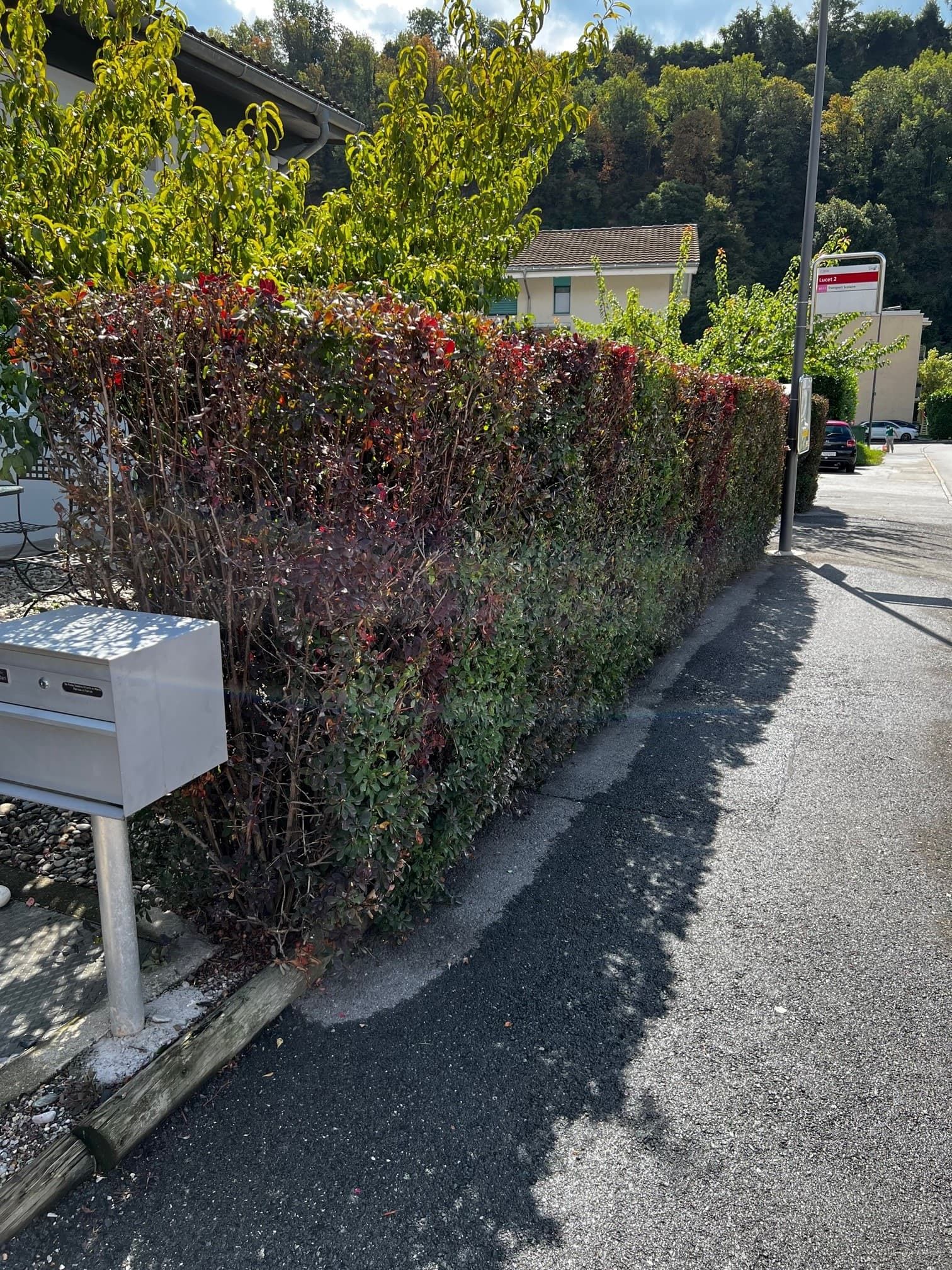 Scarification du gazon