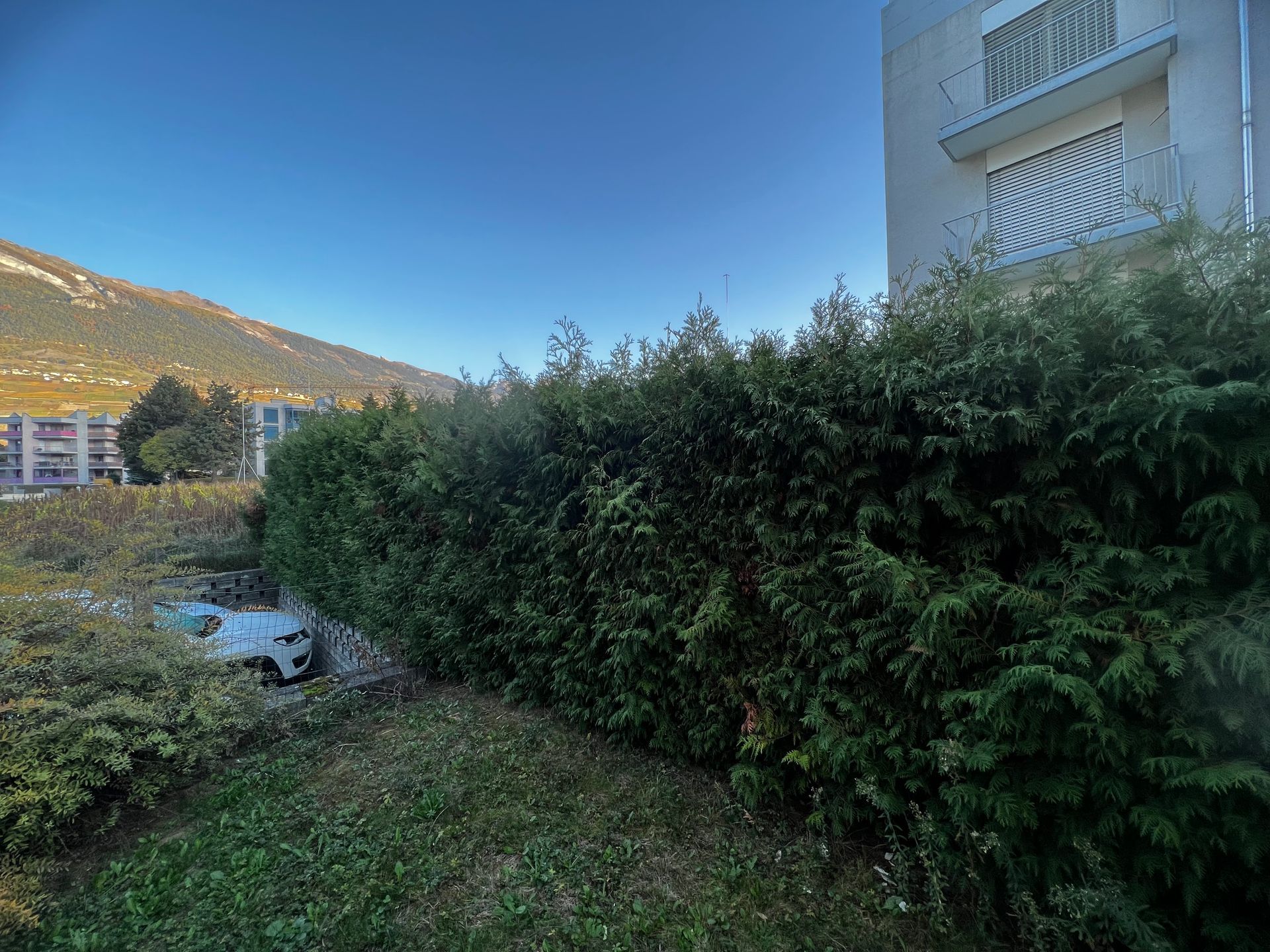 Scarification du gazon