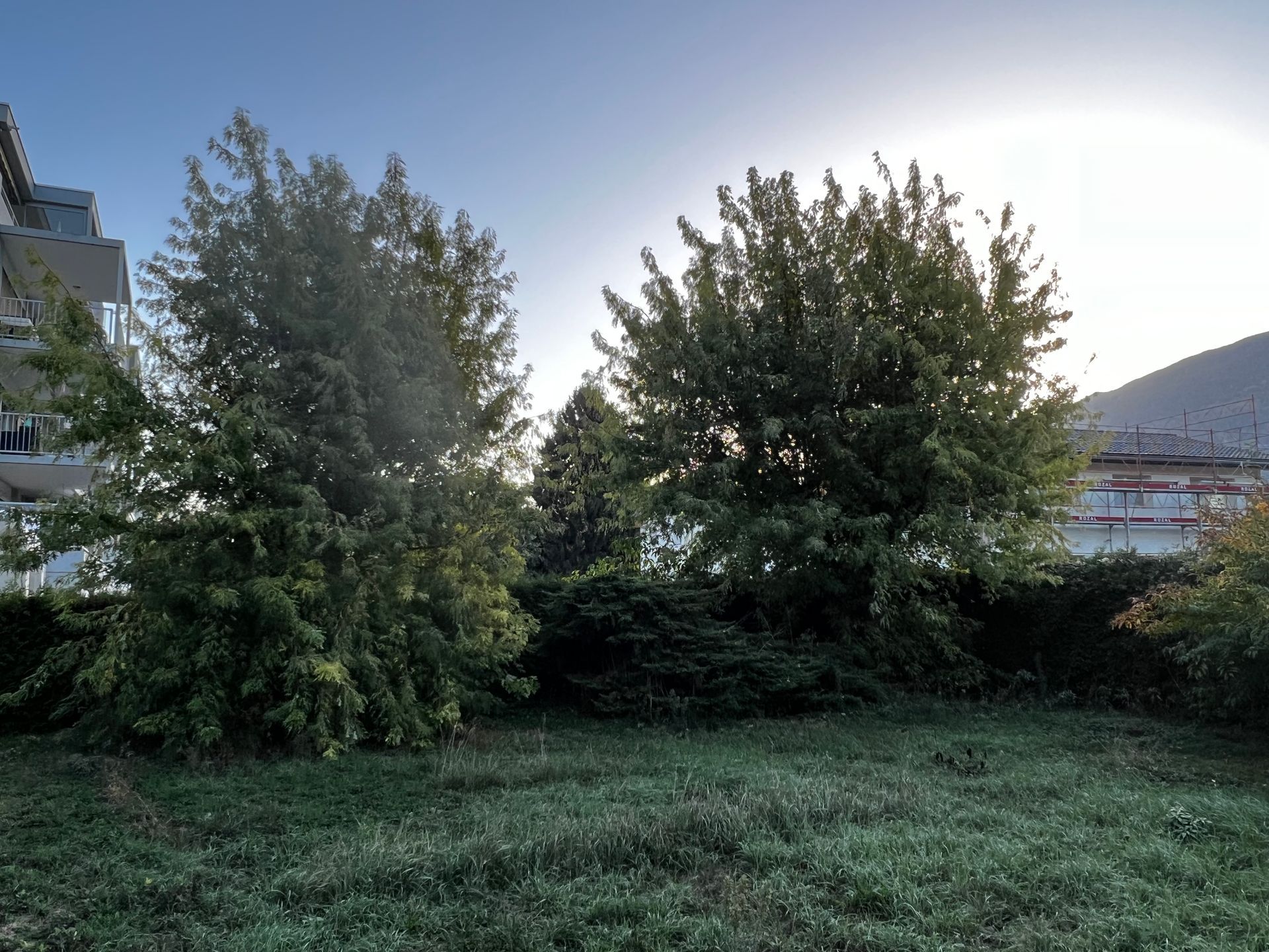 Scarification du gazon