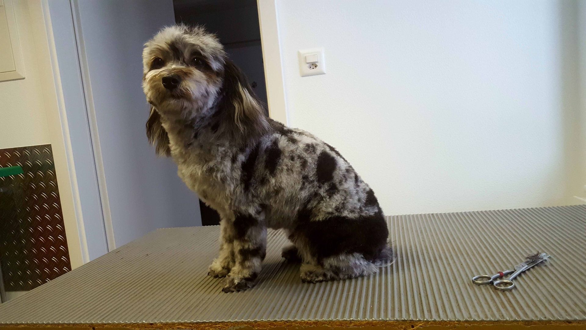Hund mit gesprenkeltem schwarz-weißem Fell sitzt auf einem Pflegetisch.