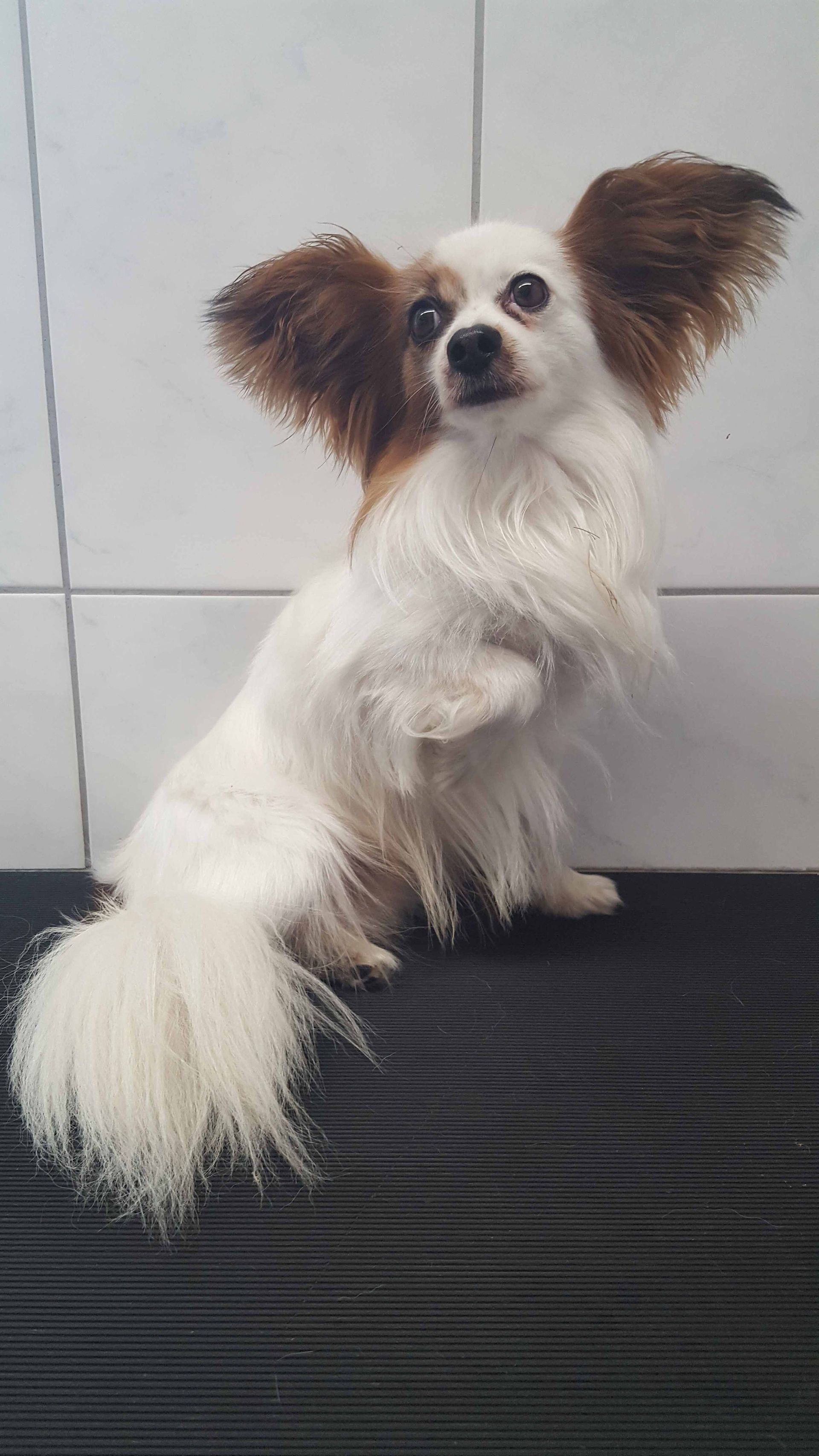 Papillon-Hund mit großen braunen und weißen Ohren, sitzt auf einer dunklen Oberfläche und blickt nach vorne.