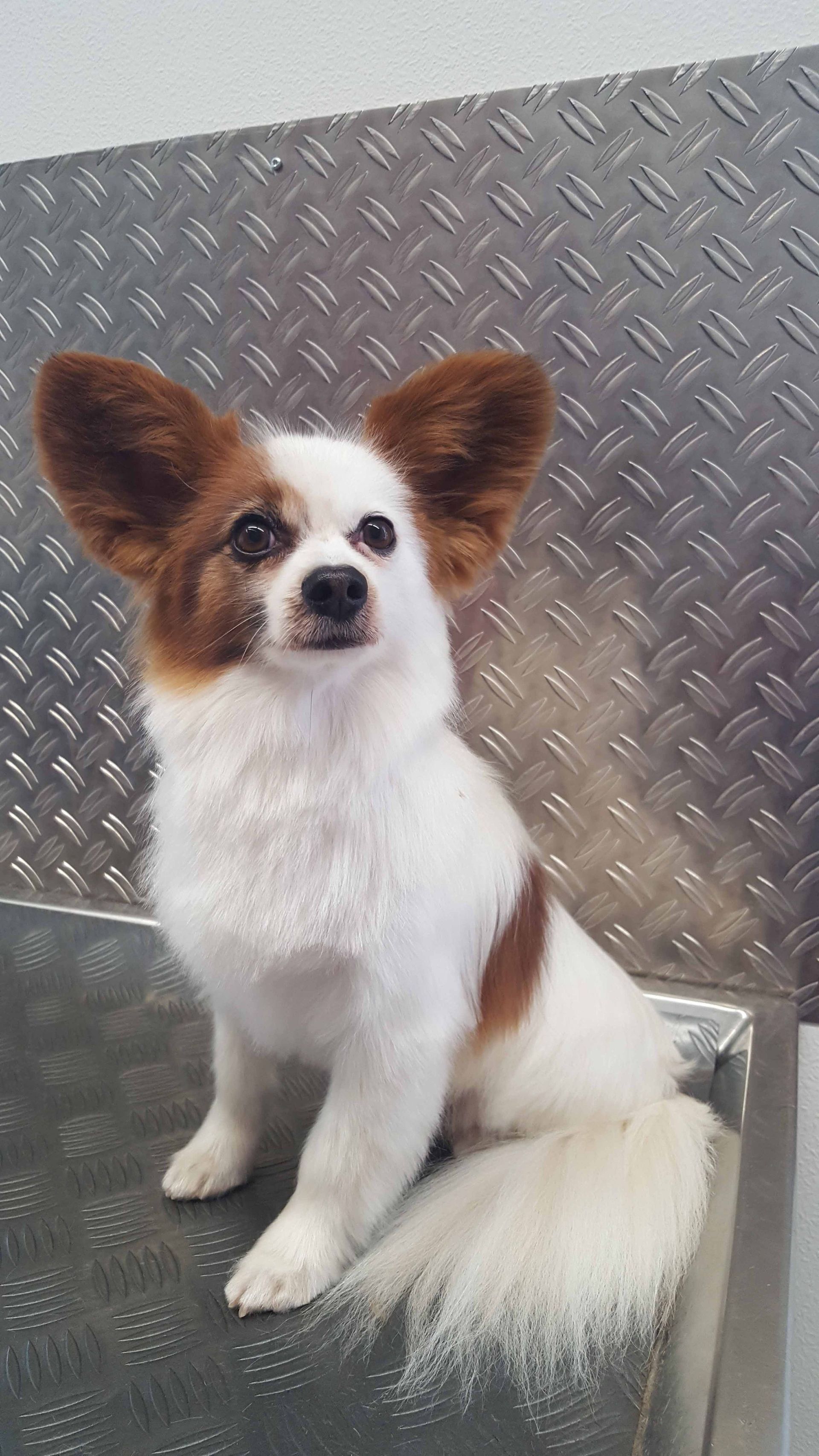 Weißer und brauner Papillon-Hund, der auf einer Metalloberfläche sitzt und nach oben schaut.